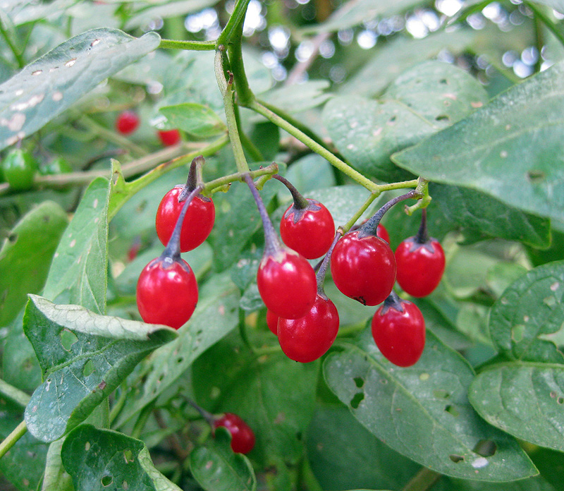 Изображение особи Solanum dulcamara.