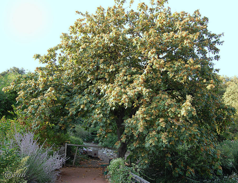 Image of Acer pseudoplatanus specimen.