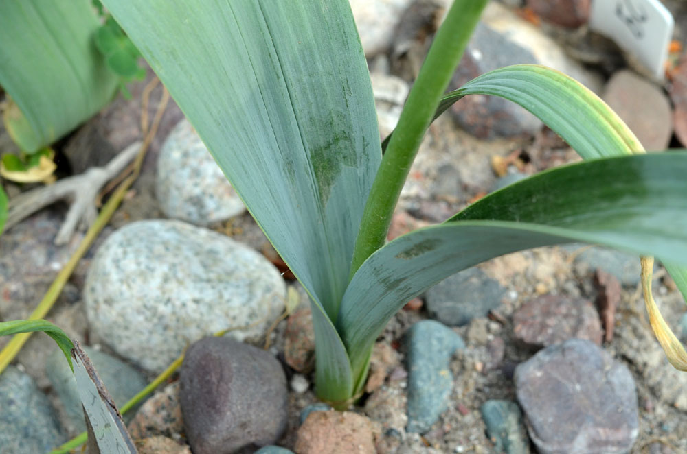 Image of Allium bekeczalicum specimen.