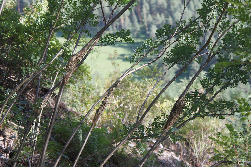 Image of Caragana arborescens specimen.