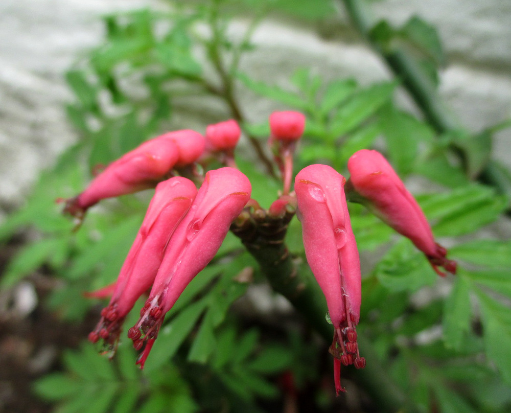 Image of Euphorbia tithymaloides specimen.