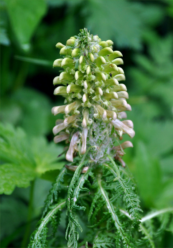 Image of Pedicularis wilhelmsiana specimen.