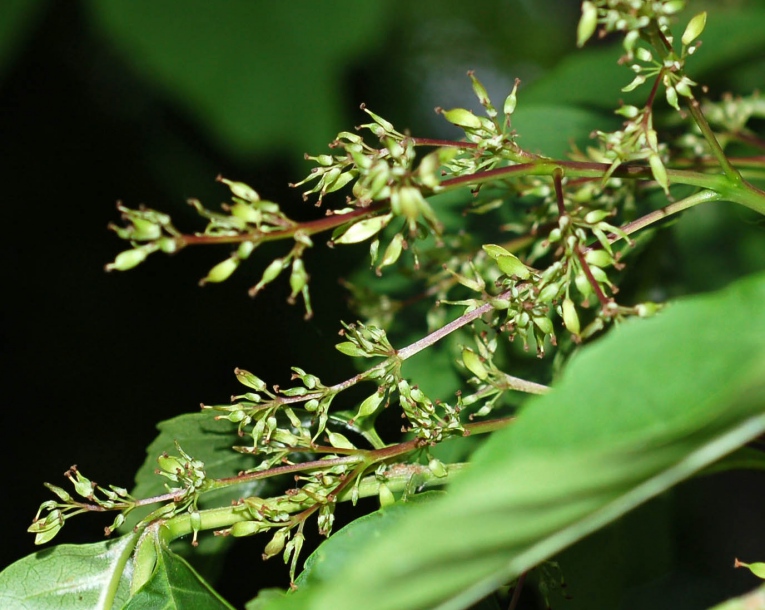 Image of Fraxinus rhynchophylla specimen.