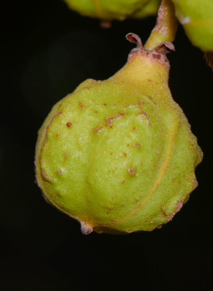 Image of Cupaniopsis anacardioides specimen.