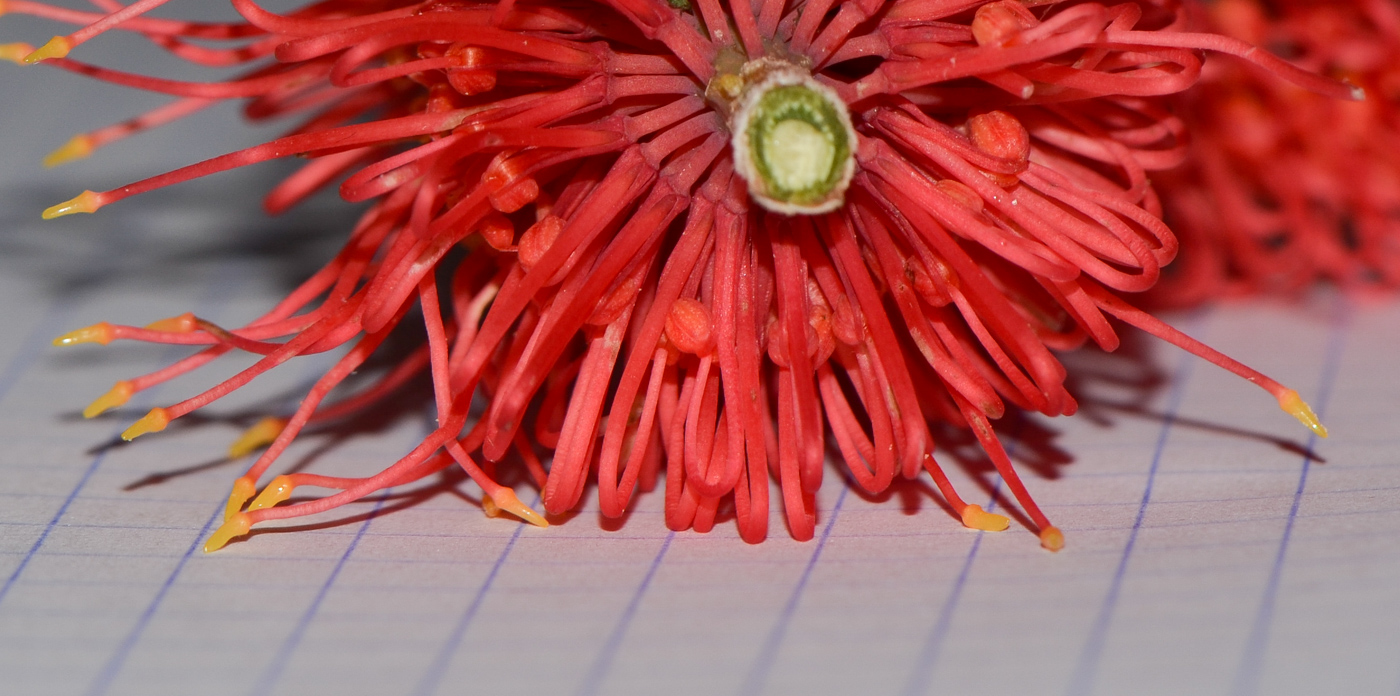 Image of Hakea bucculenta specimen.