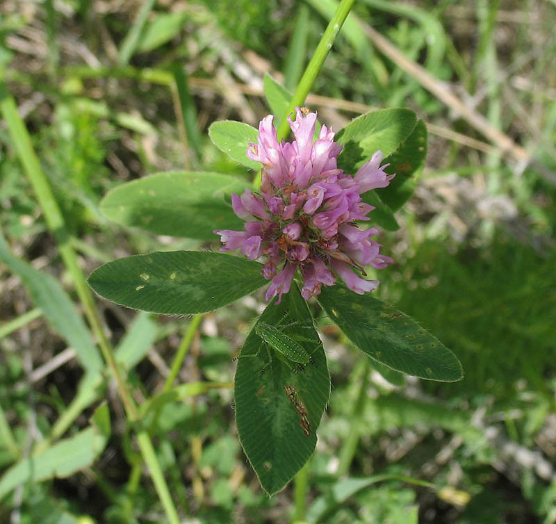 Image of Trifolium pratense specimen.