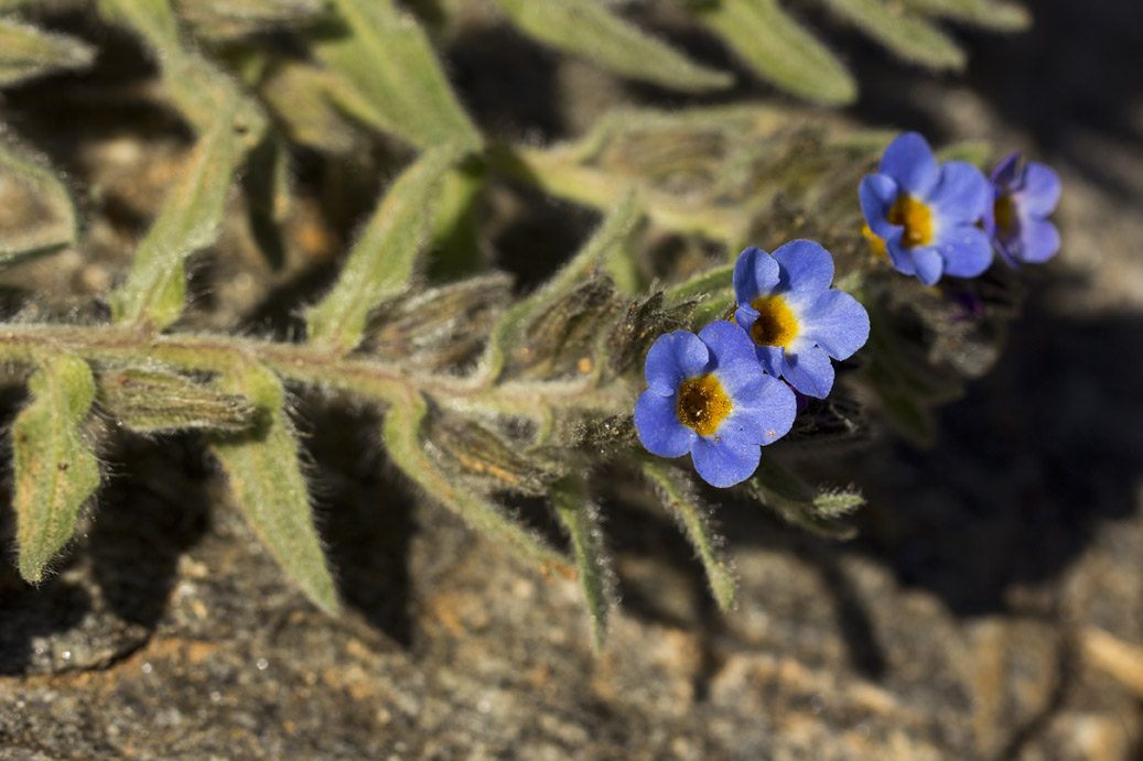 Image of Alkanna areolata specimen.