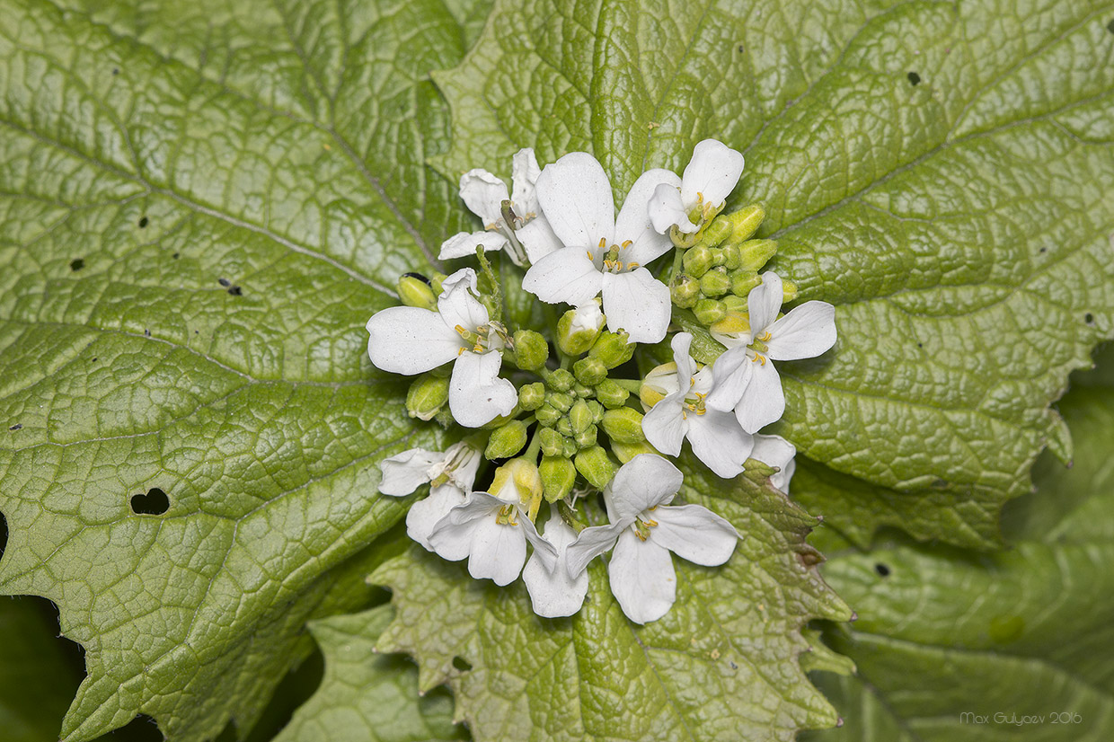 Image of Alliaria petiolata specimen.