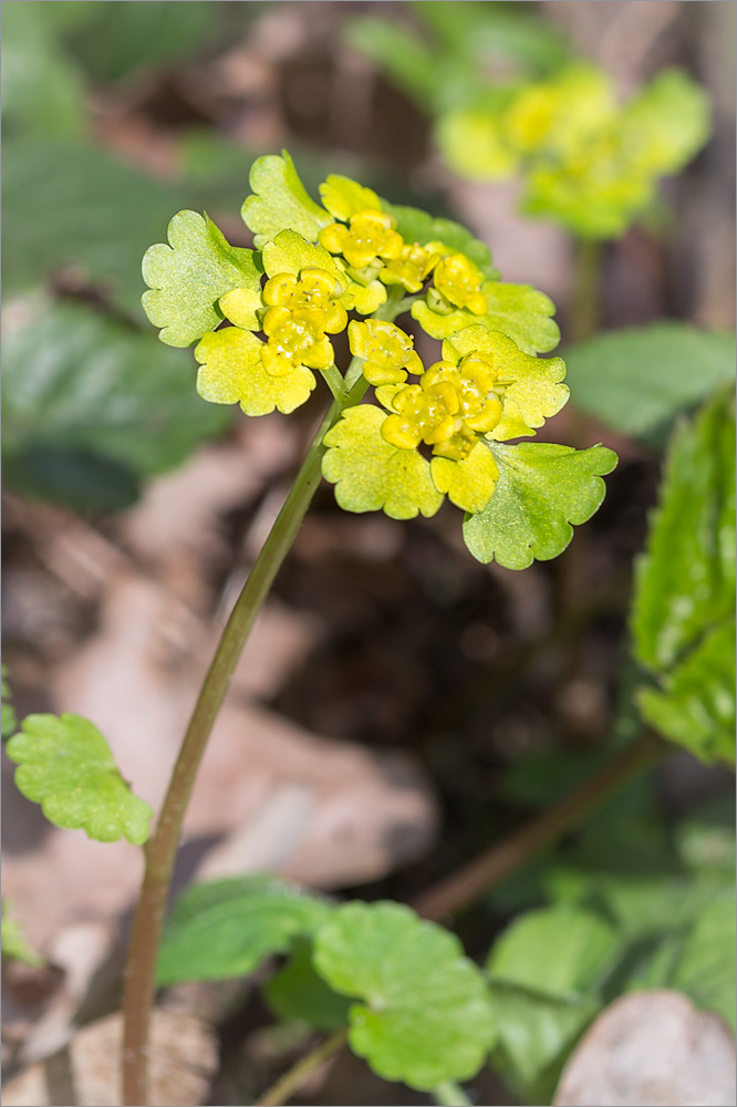 Image of Chrysosplenium alternifolium specimen.