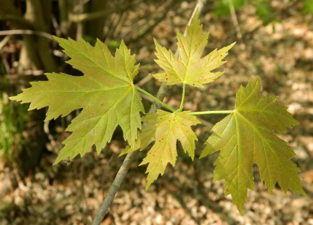 Изображение особи Acer saccharinum.