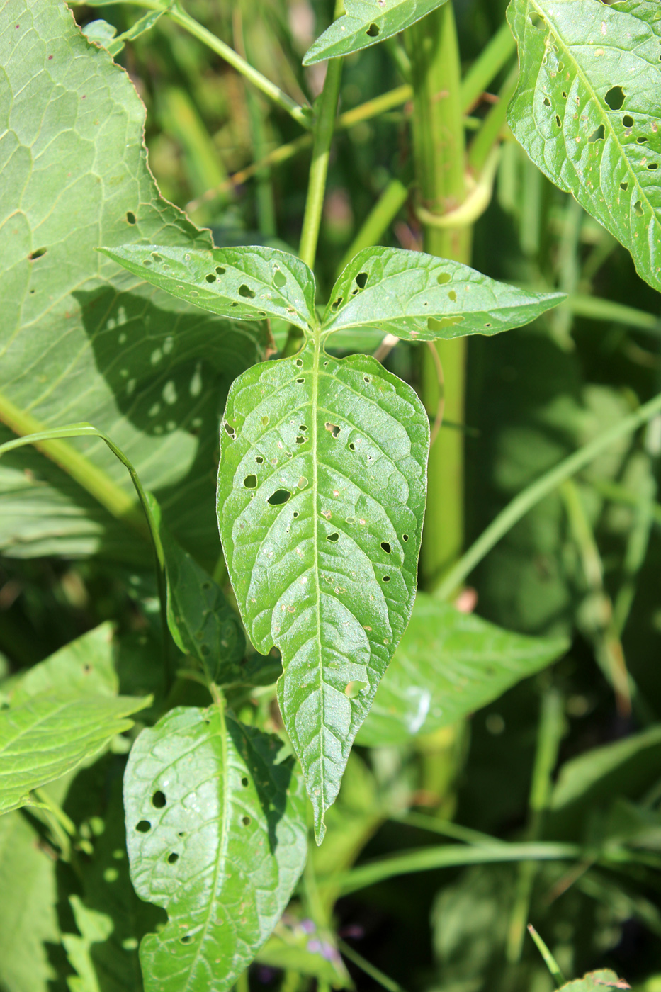 Image of Solanum dulcamara specimen.