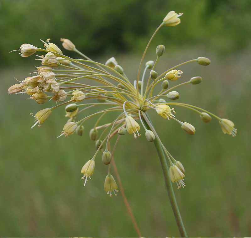 Изображение особи Allium paczoskianum.