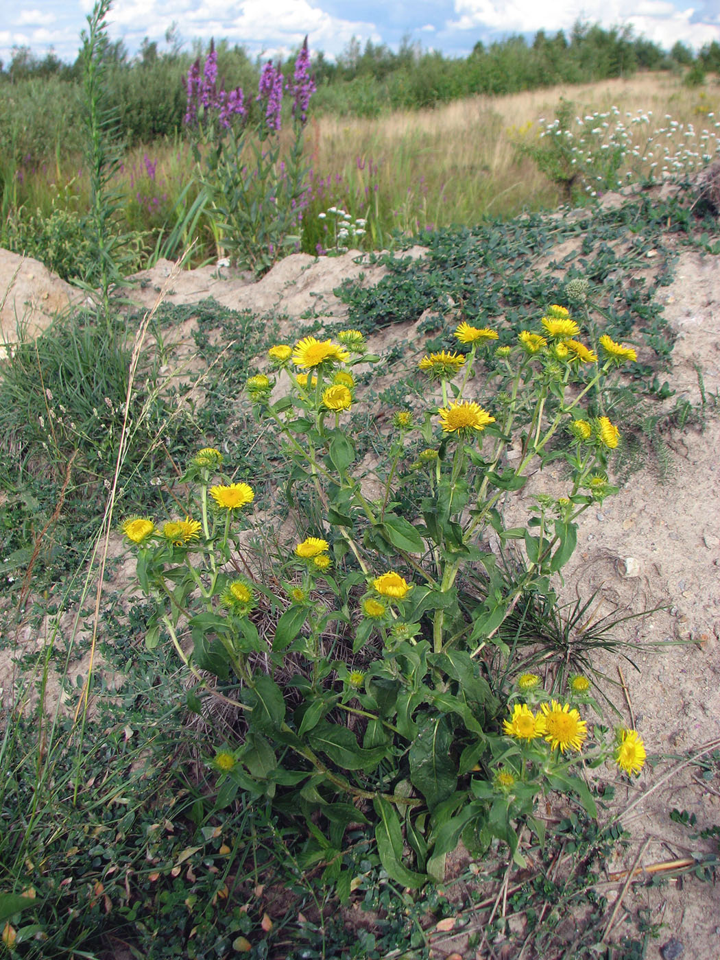 Image of Inula britannica specimen.