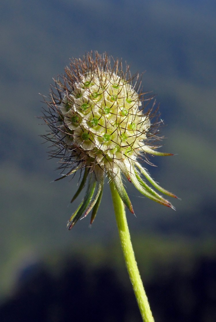 Image of Scabiosa bipinnata specimen.