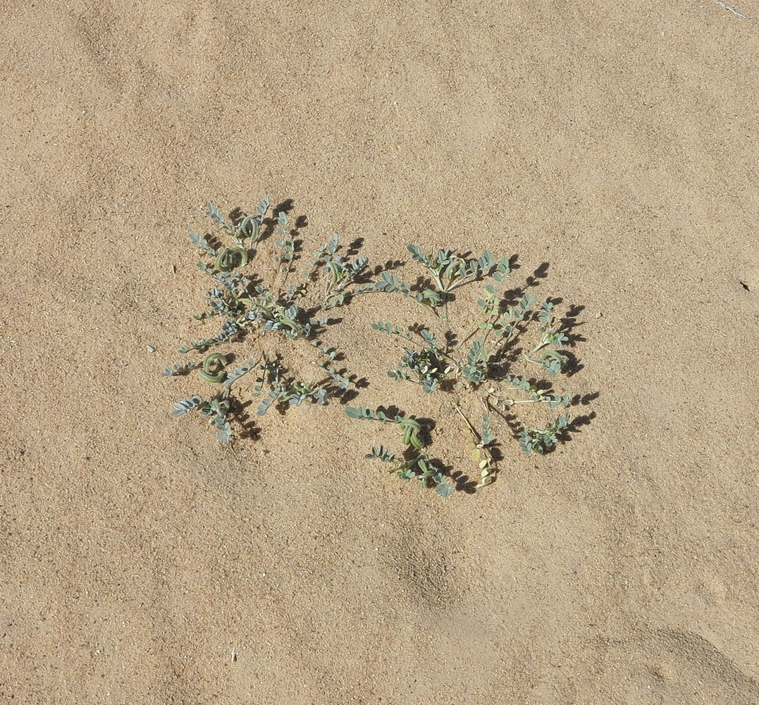 Изображение особи Astragalus arpilobus.