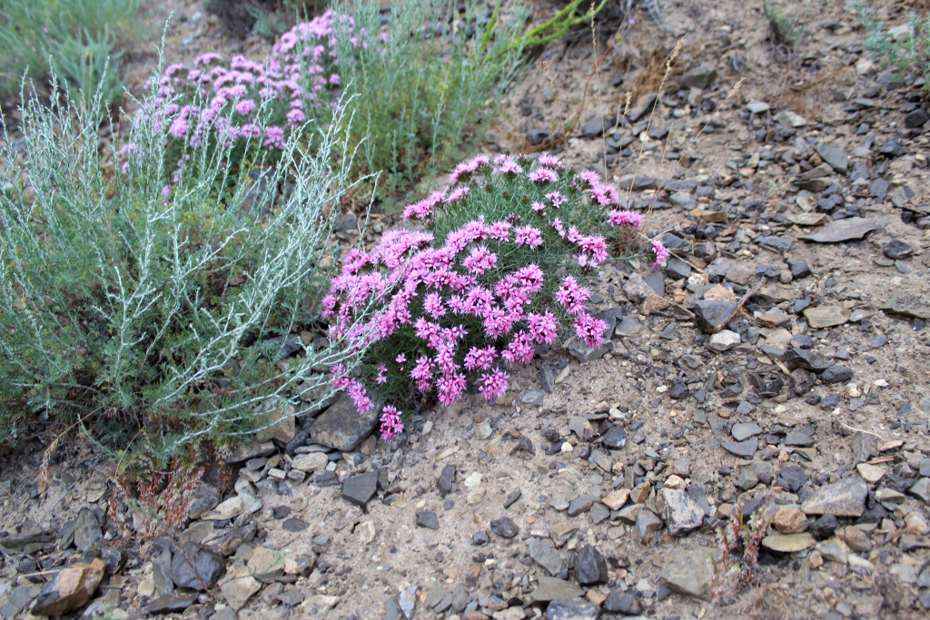 Image of Acanthophyllum adenophorum specimen.