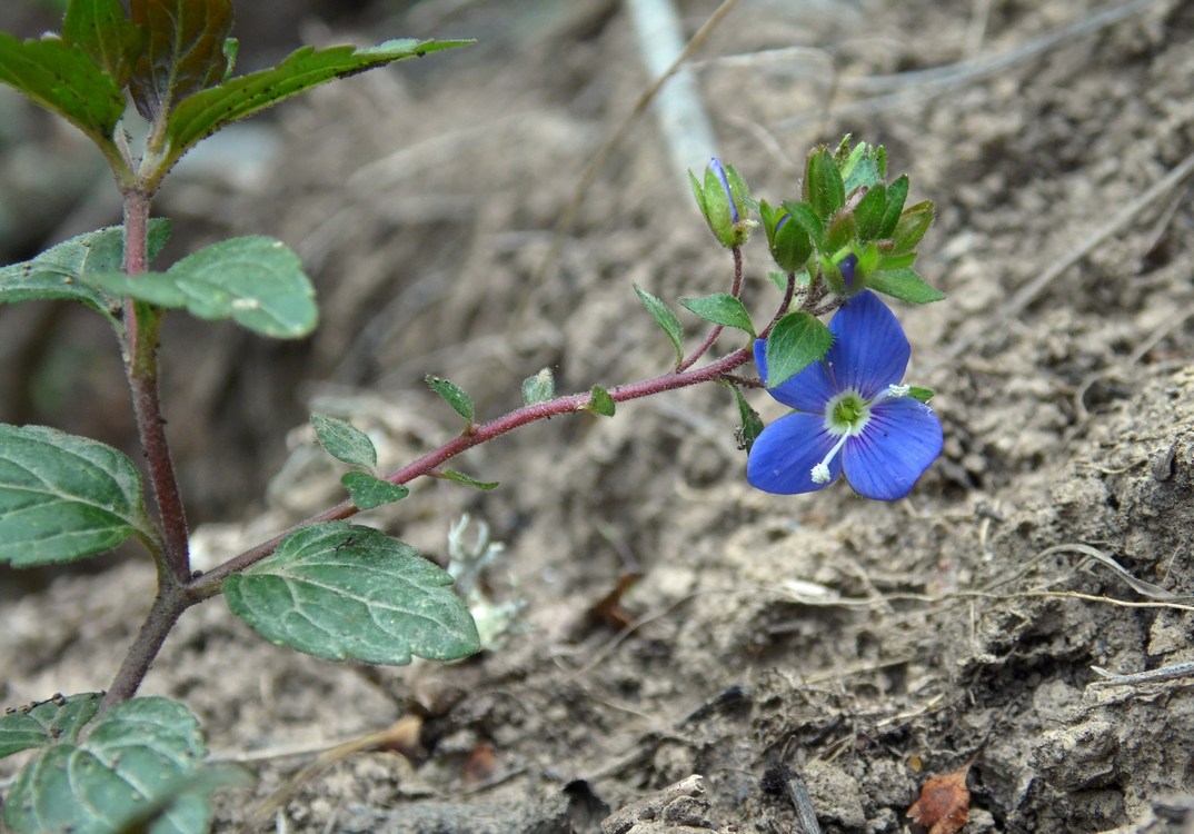 Image of Veronica umbrosa specimen.