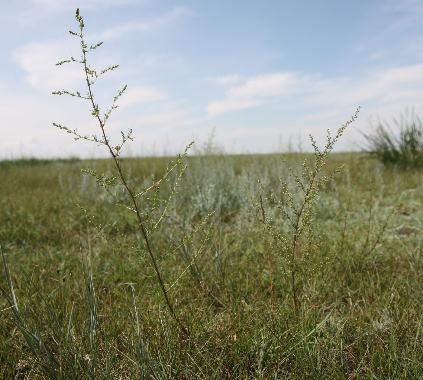 Изображение особи Artemisia scoparia.