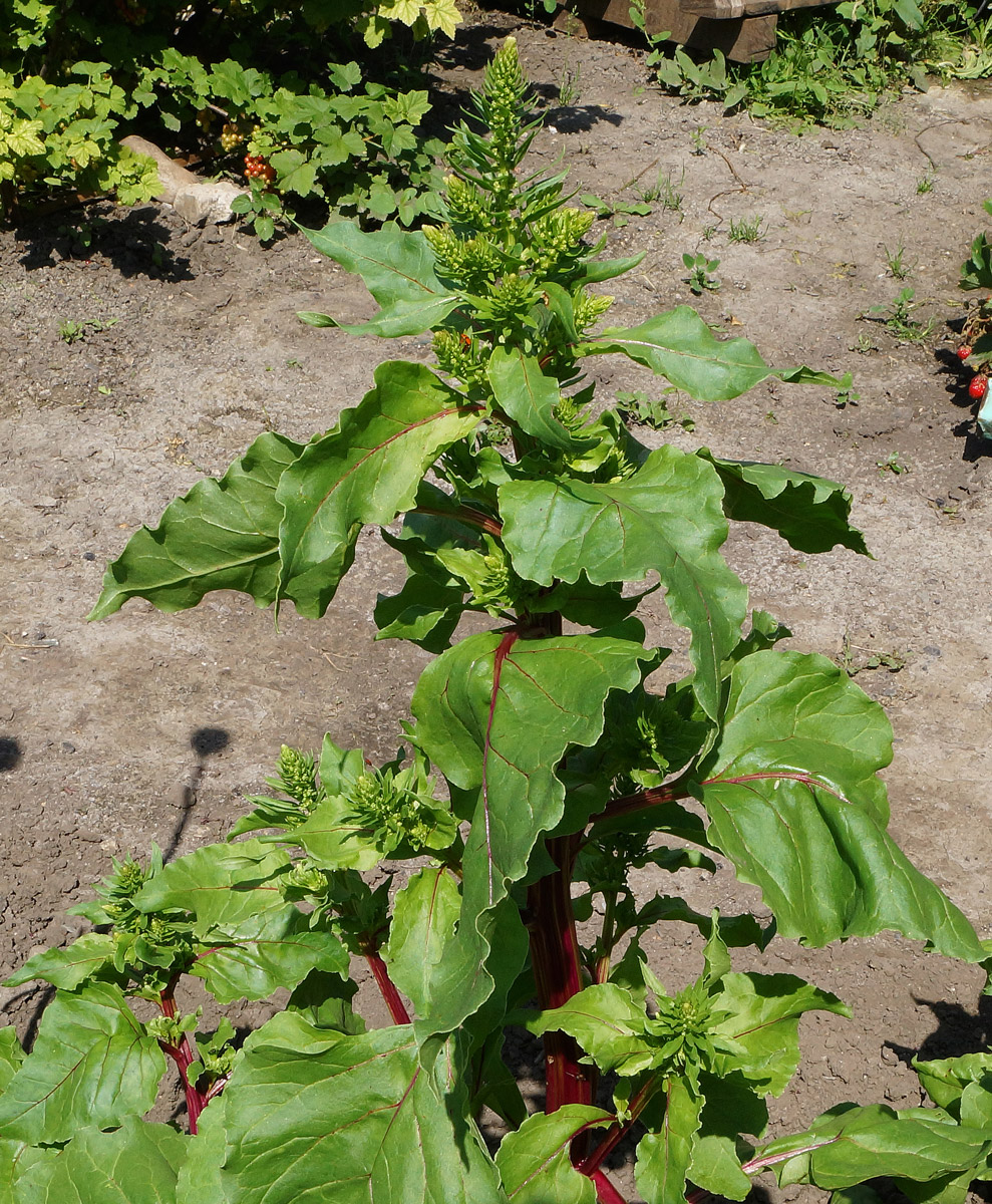 Image of Beta vulgaris specimen.