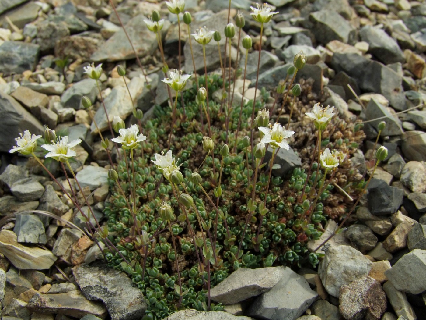 Image of Minuartia tricostata specimen.