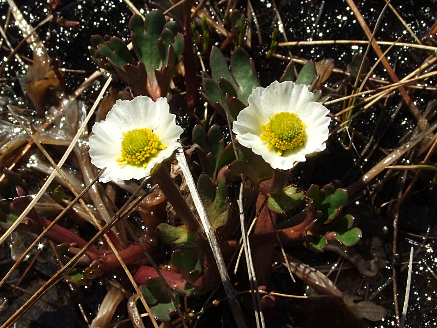 Image of Beckwithia chamissonis specimen.