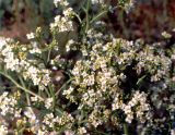 Crambe tataria