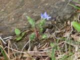 Gentiana pseudoaquatica. Цветущее растение. Иркутская обл., Шелеховский р-н, окр. с. Шаманка, берег р. Иркут близ устья р. Куйтун. 17.05.2016.