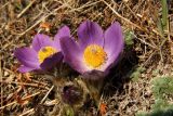 Pulsatilla multifida