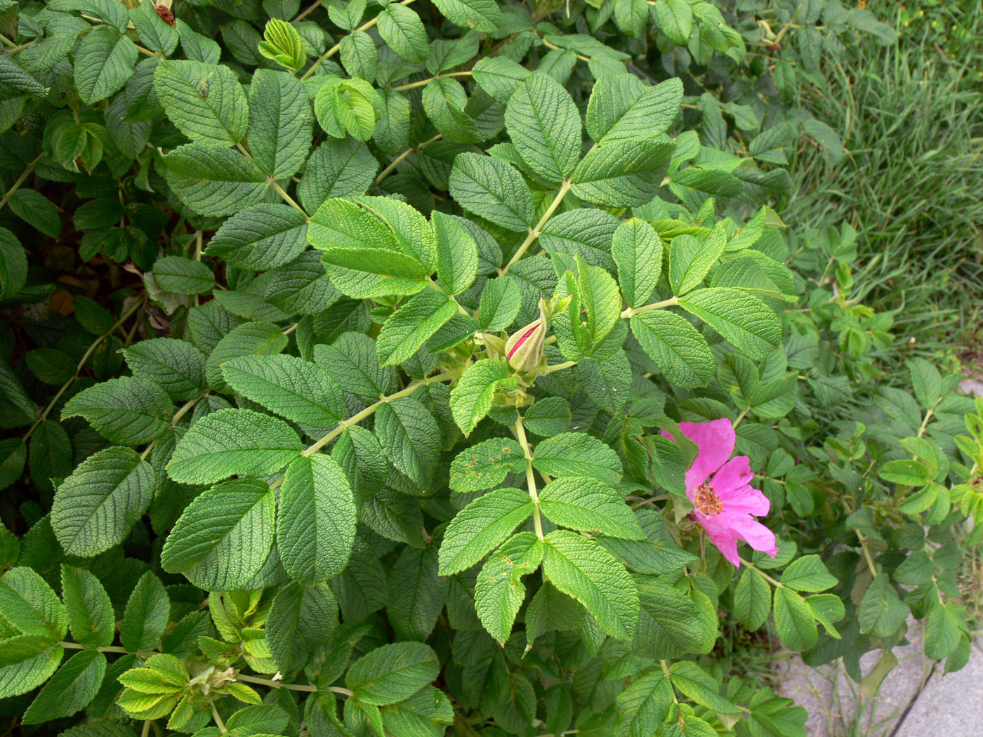 Image of Rosa rugosa specimen.