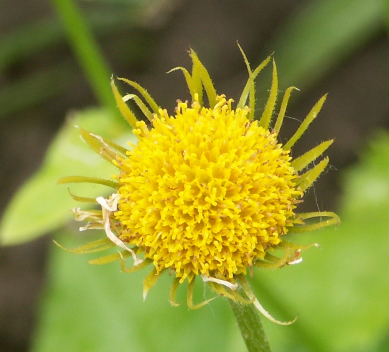 Image of Doronicum carpaticum specimen.