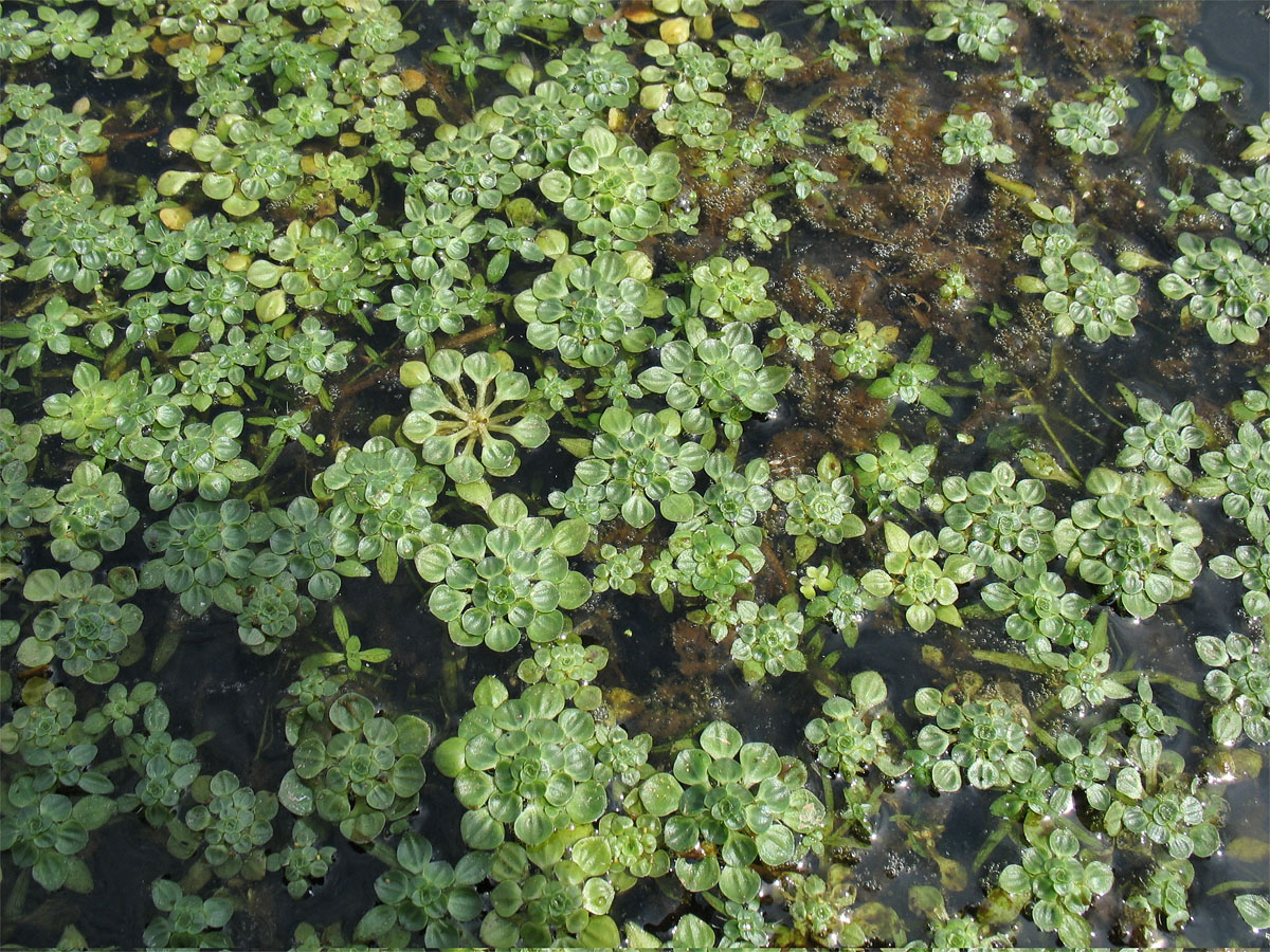 Image of Callitriche obtusangula specimen.