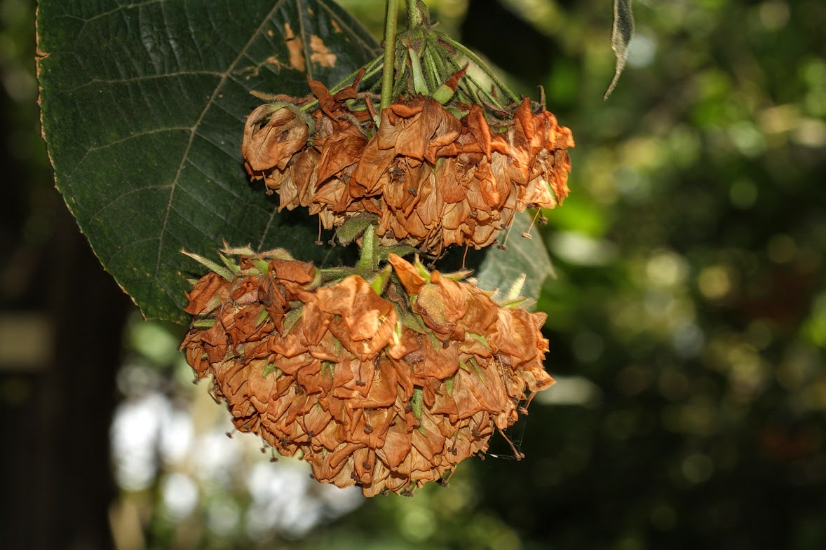 Изображение особи Dombeya &times; cayeuxii.