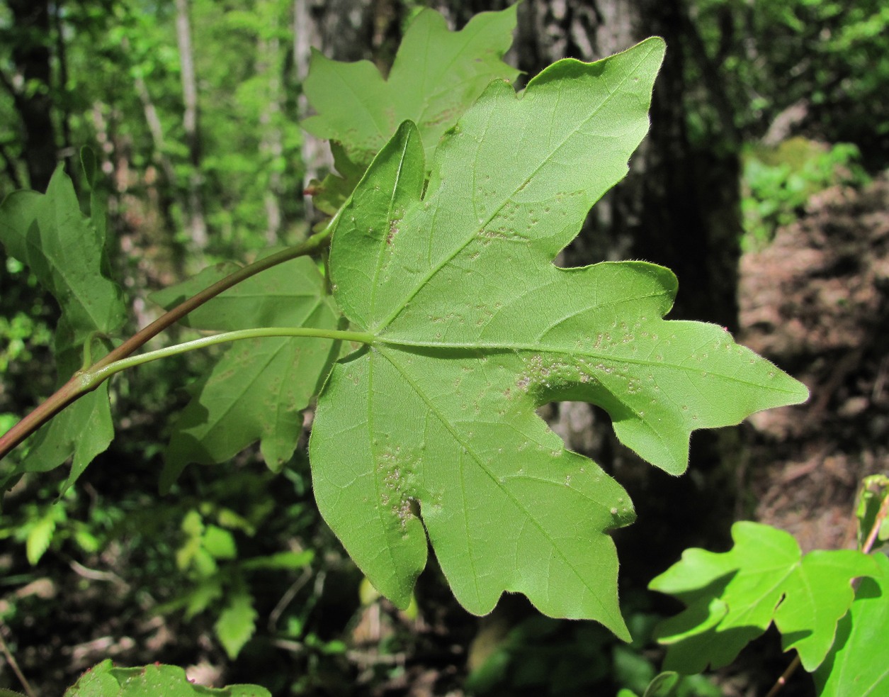 Image of Acer campestre specimen.