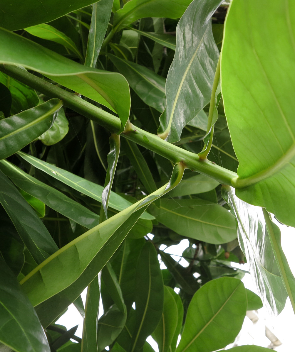 Image of Barringtonia asiatica specimen.