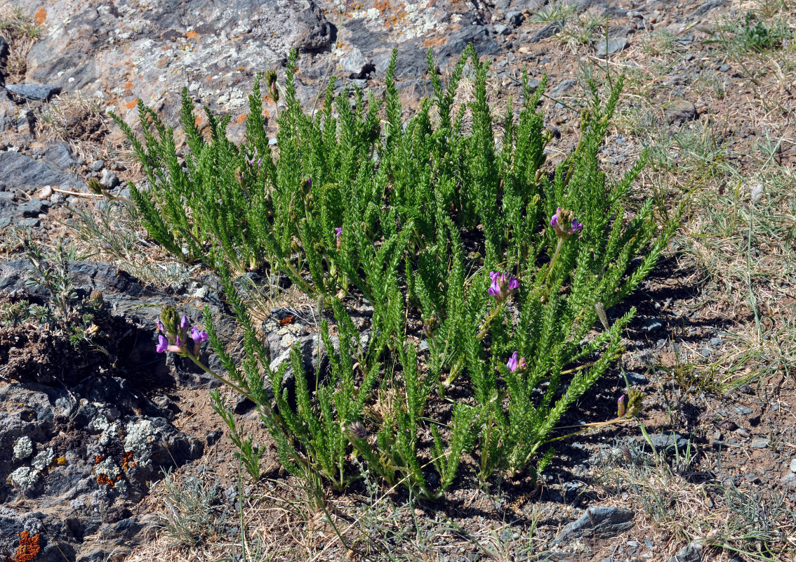 Изображение особи Oxytropis trichophysa.