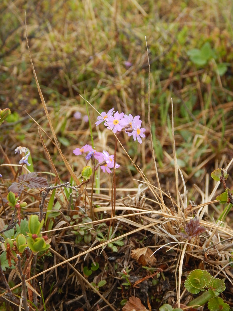Изображение особи Primula nutans.