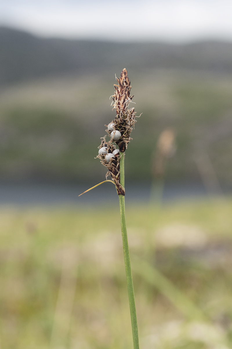 Image of Carex bigelowii specimen.