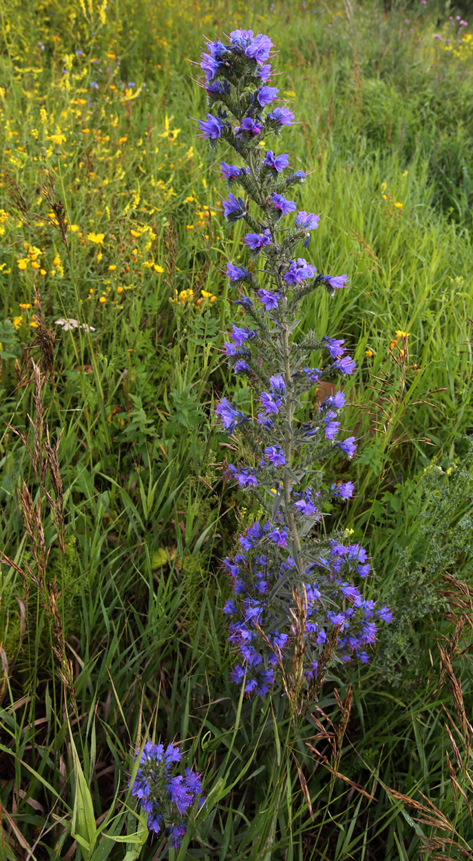 Image of Echium vulgare specimen.