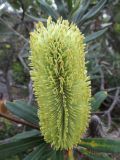 Banksia robur