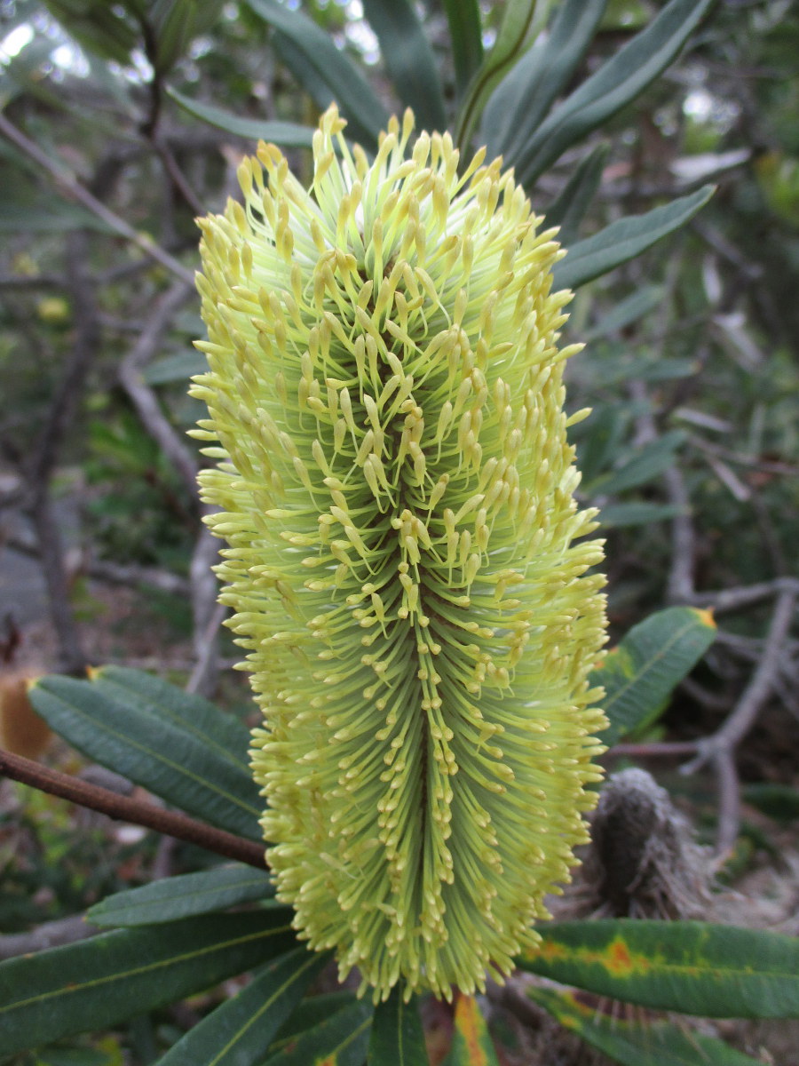 Изображение особи Banksia robur.