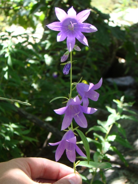 Изображение особи род Campanula.