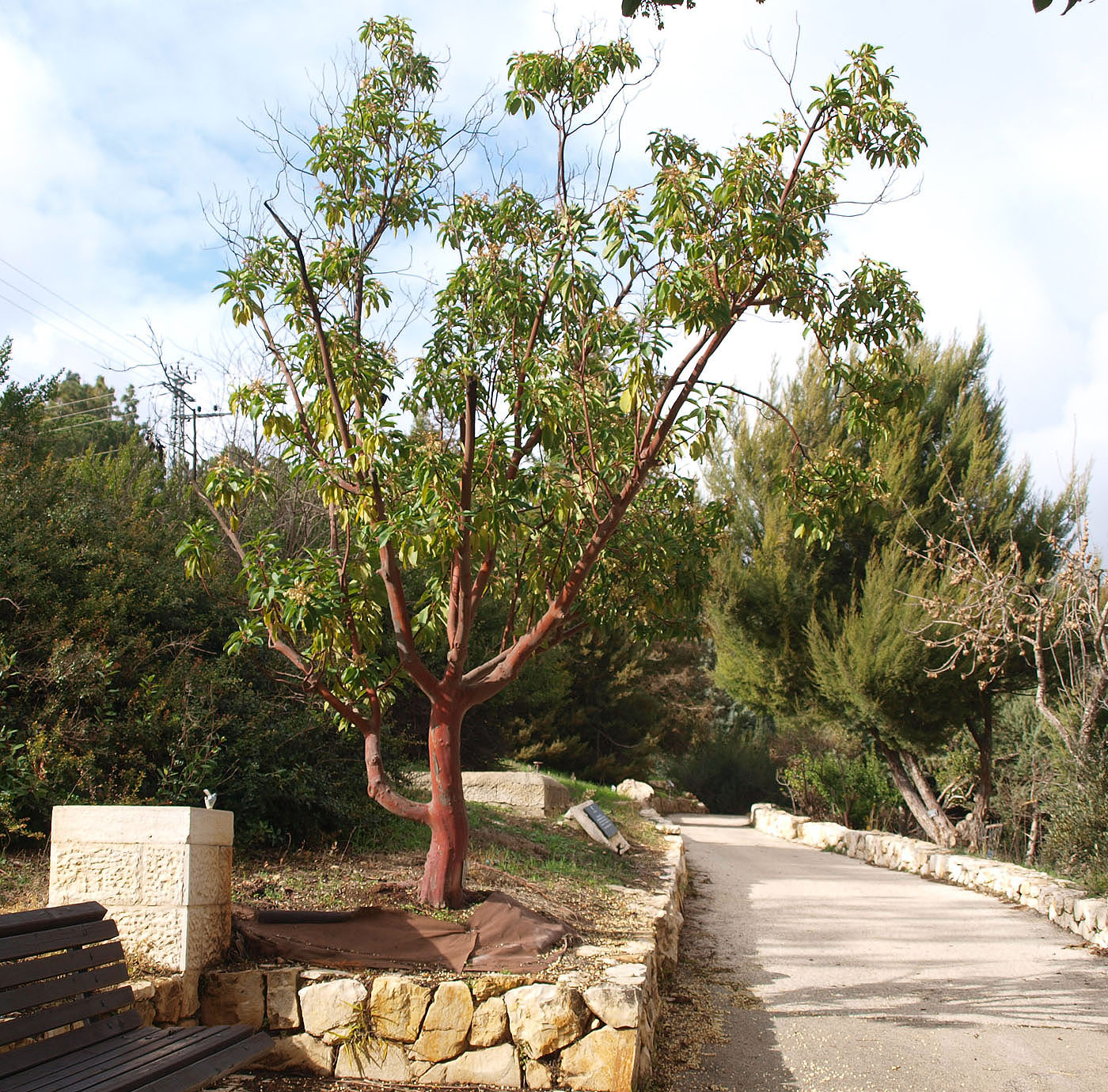 Image of Arbutus xalapensis specimen.