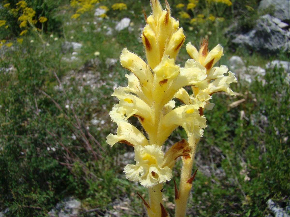 Image of genus Orobanche specimen.