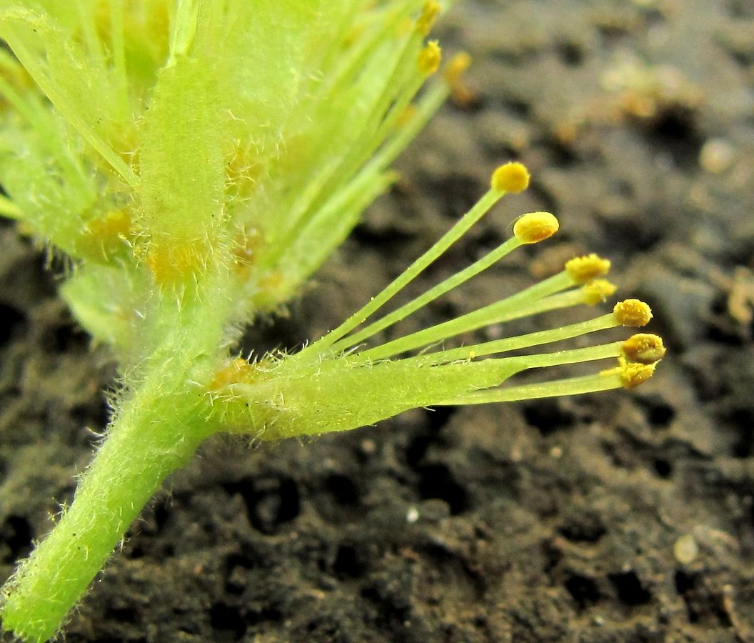 Image of Salix pentandra specimen.