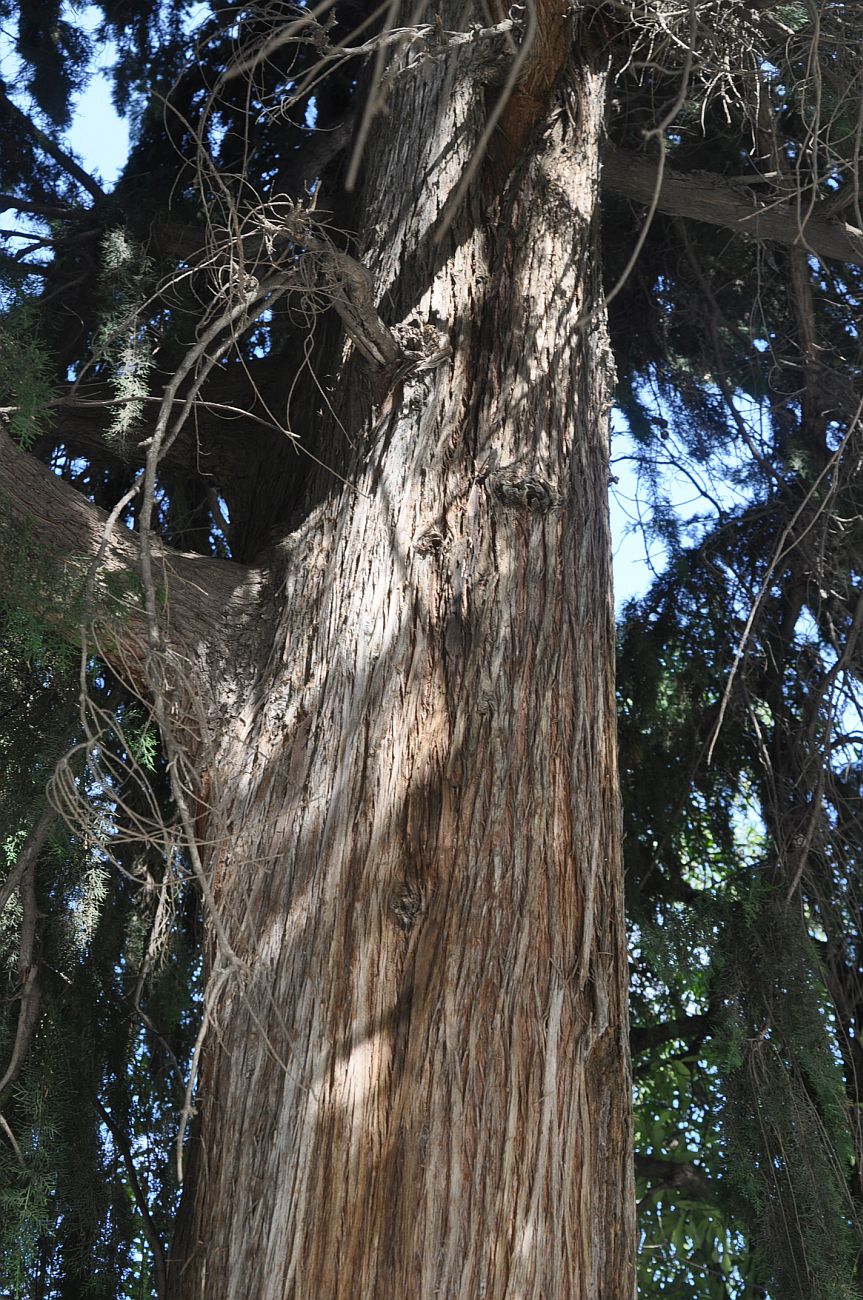 Image of Cupressus sempervirens specimen.