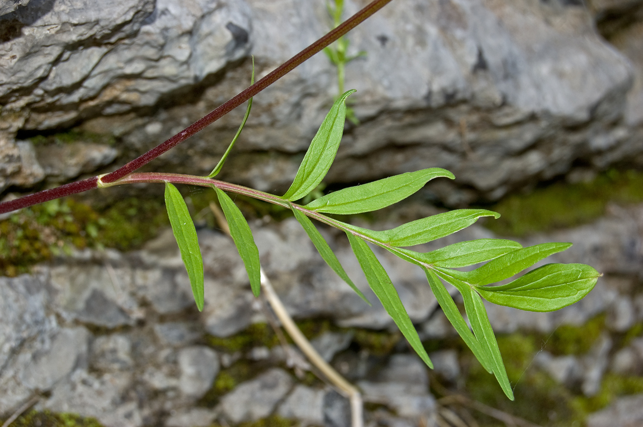 Image of Valeriana rossica specimen.