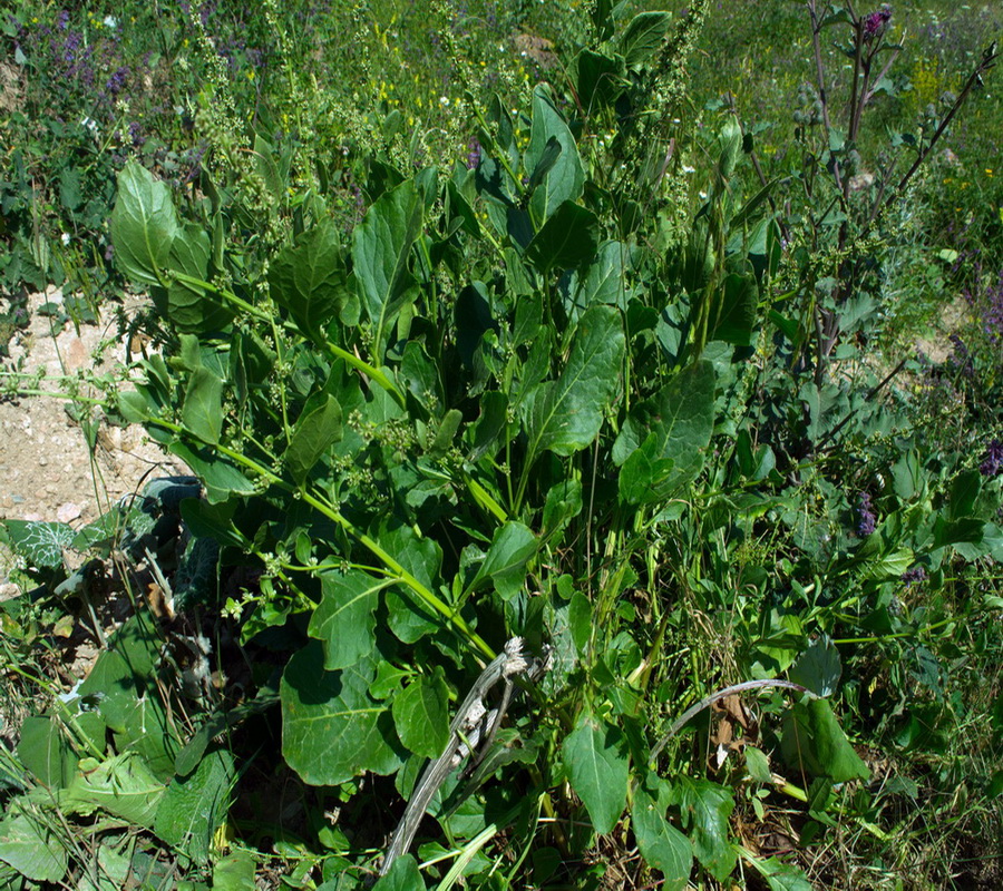 Image of Beta macrorhiza specimen.