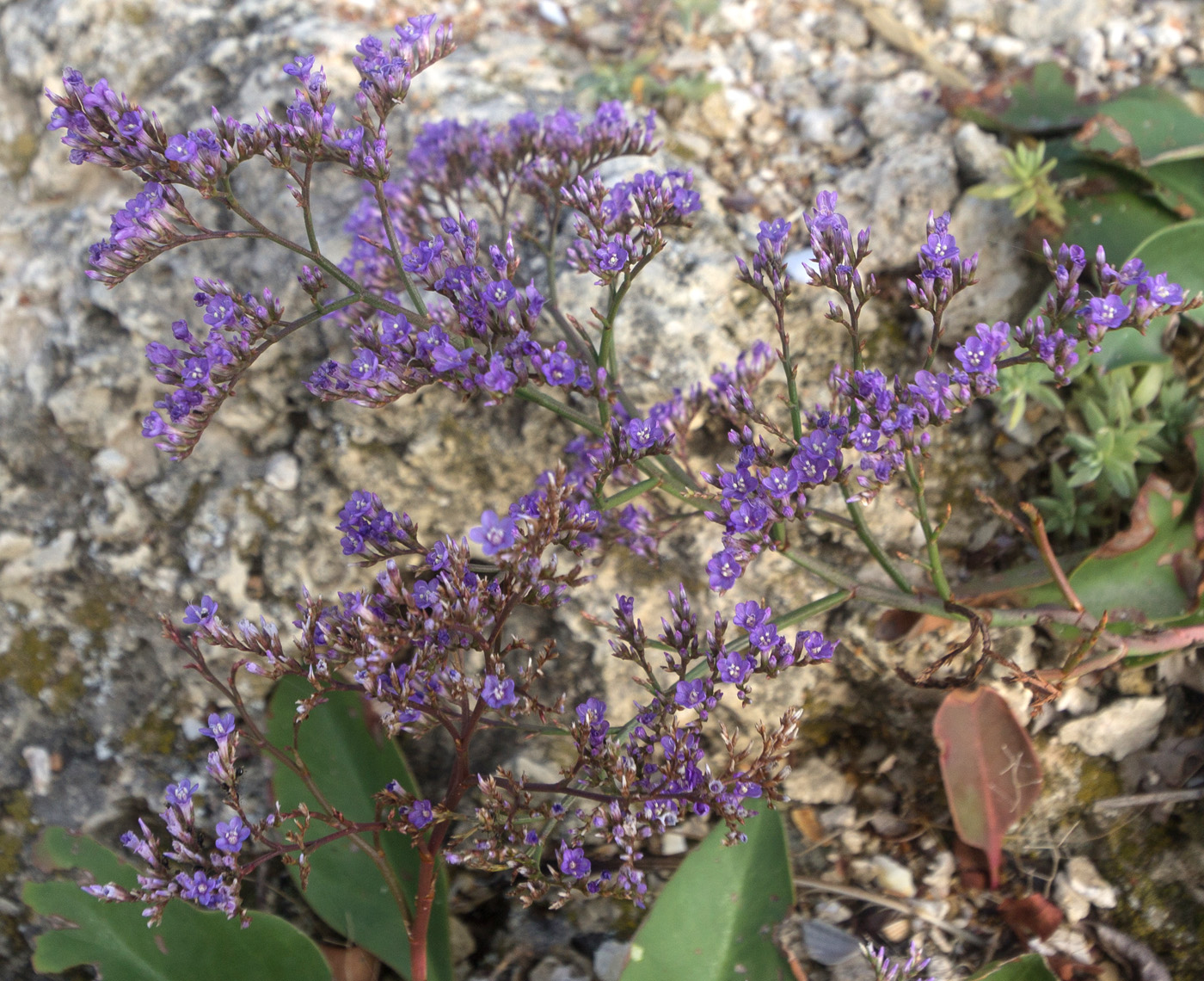 Изображение особи Limonium scoparium.