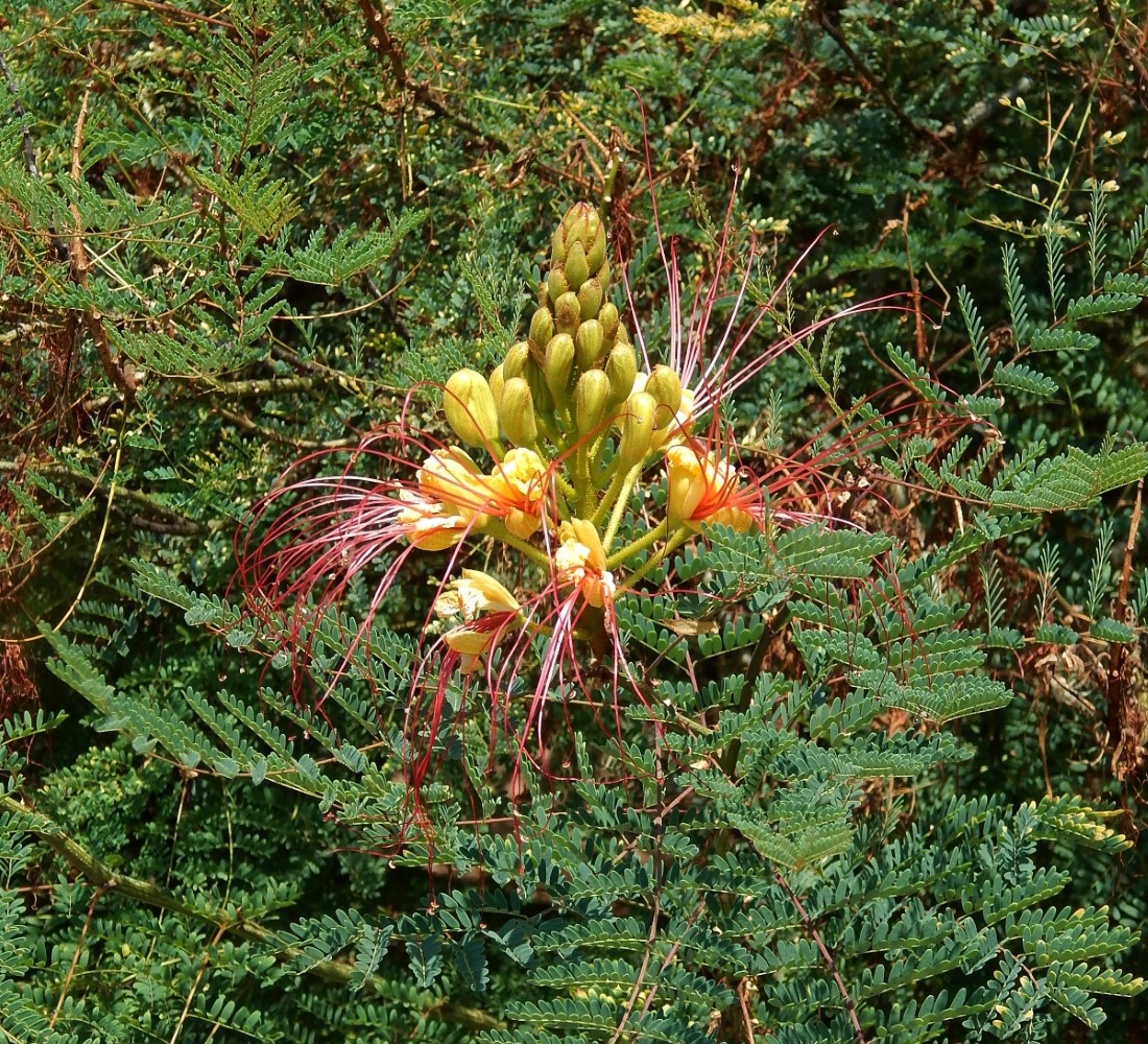 Изображение особи Caesalpinia gilliesii.