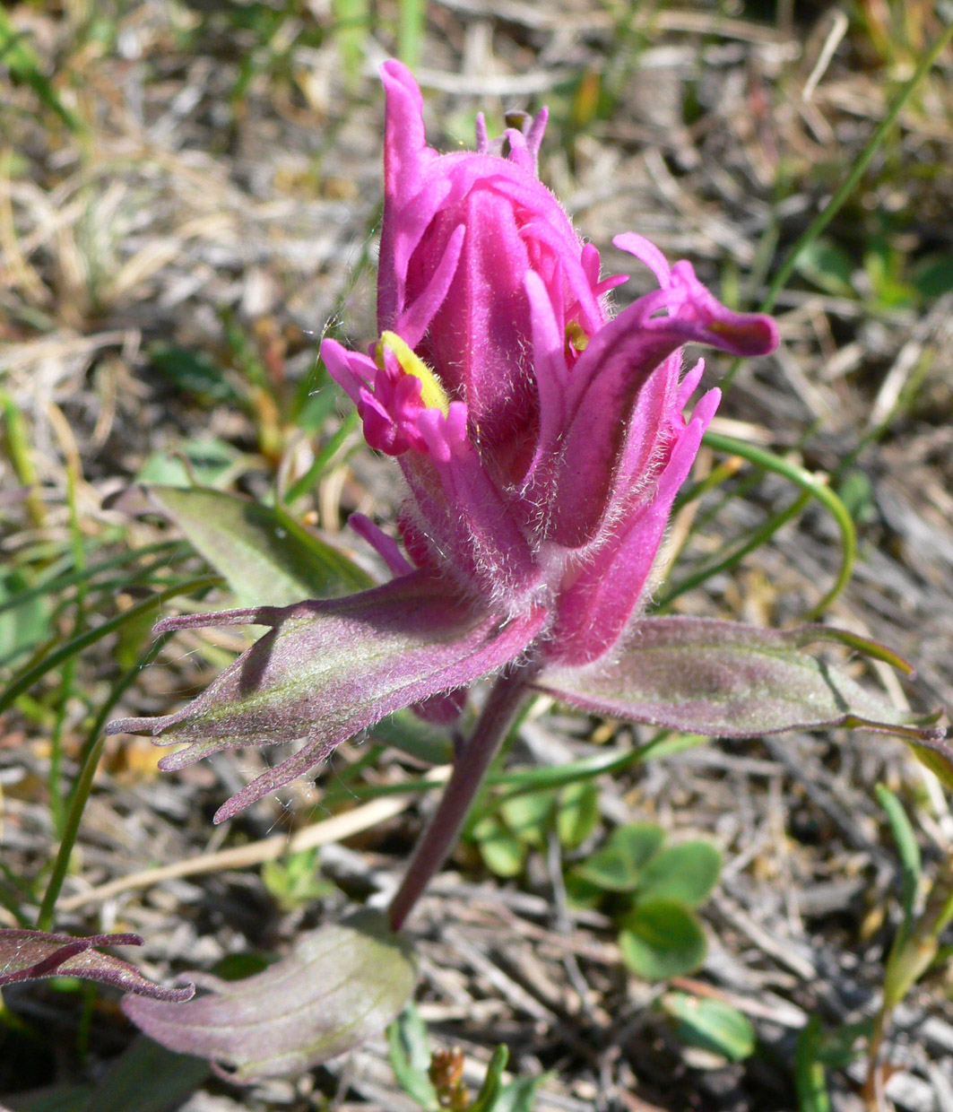 Изображение особи Castilleja elegans.